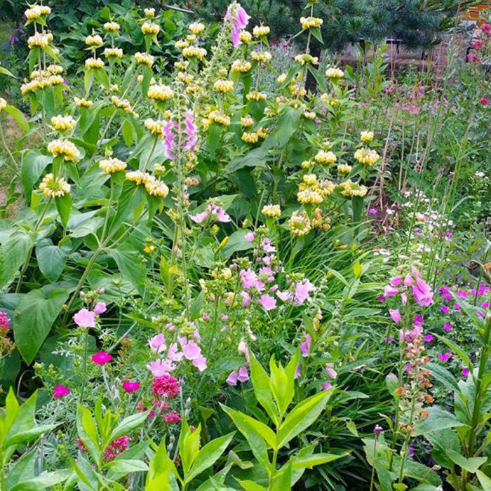 Bloemenborder