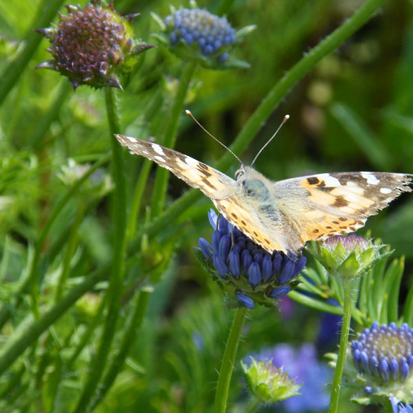 De plantenkeuze beïnvloedt de aanwezigheid van dieren!