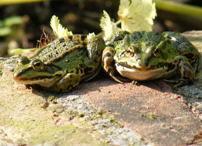 De natuur dicht bij huis brengen